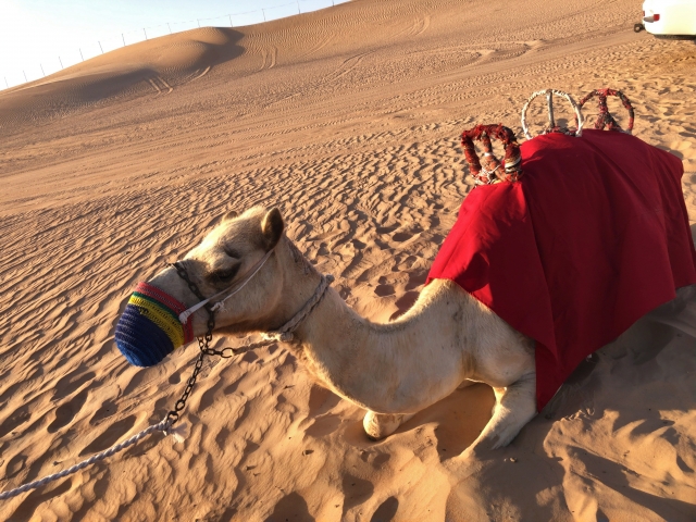 ドバイの砂漠地帯を象徴する砂丘とラクダの風景。国際毛髪再生外科学会（ISHRS）がこの地で開催した世界ライブ手術ワークショップの舞台背景として、ドバイ・ヘルスケア・シティの先進医療と中東特有の文化的魅力のコントラストを象徴する装飾イメージ。