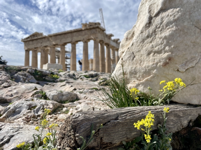 古代ギリシャ遺跡のそばに咲く黄色い花と岩場の風景 — 髪染めの歴史と自然由来染料の関係を象徴するイメージ