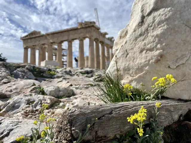 古代ギリシャ遺跡のそばに咲く黄色い花と岩場の風景 — 髪染めの歴史と自然由来染料の関係を象徴するイメージ