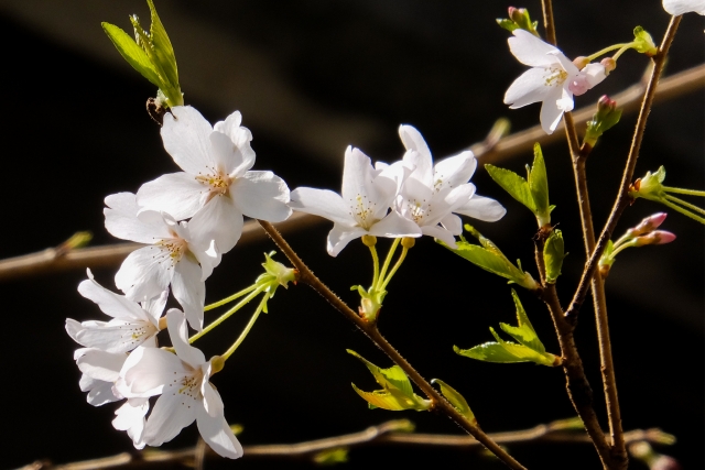 春の山に咲く日本原産のヤマザクラ（山桜）。自然との調和や四季の移ろいを象徴する植物として、エッセンシャルオイルや自然療法と親和性の高い和の情景を演出。