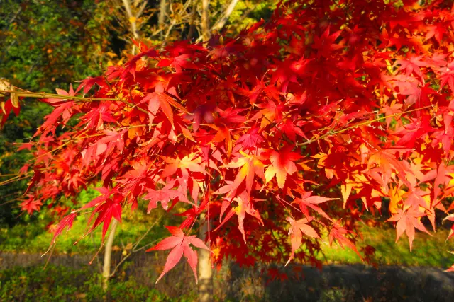 山の木に咲く鮮やかな紅色のモミジの枝。赤い色素の正体であるアントシアニンは、ポリフェノールの一種で強力な抗酸化作用を持ち、自然界の色と健康効果の関係を示す象徴的な存在。