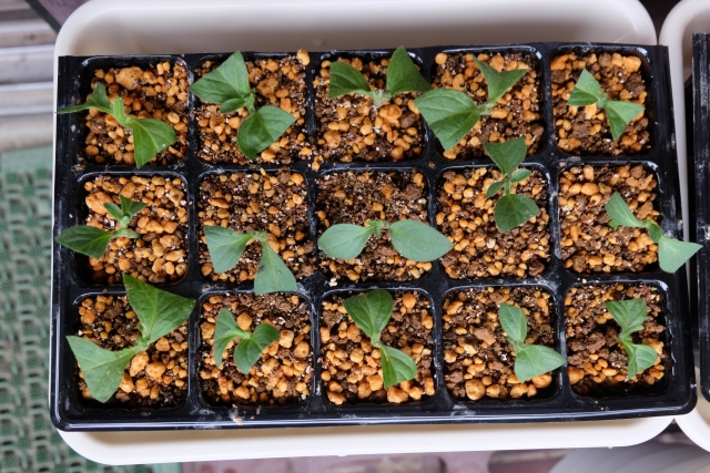 複数の区画に分かれた大型プランターから多数の苗木が芽吹く様子。1つの毛包から複数の新しい毛包を生成する細胞療法・再生医療の応用可能性を視覚的に表現した象徴的なイメージ。