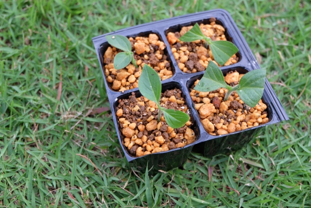 一つの土壌から4つの苗木が発芽するイメージ。毛包細胞を複製し、数千の新たな毛包を再生させる細胞療法・組織工学の可能性を象徴する再生医療のコンセプト画像。