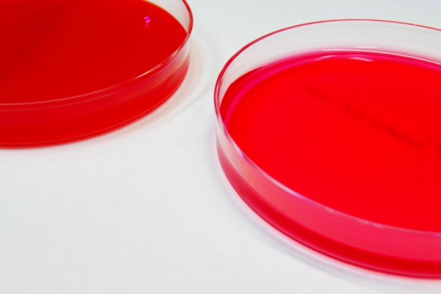 「赤い培養液が入った2つの培養皿。毛包細胞や真皮細胞の増殖実験を想起させるビジュアルで、毛髪クローニングやiPSCを活用した再生医療研究の文脈で使用される装飾画像。