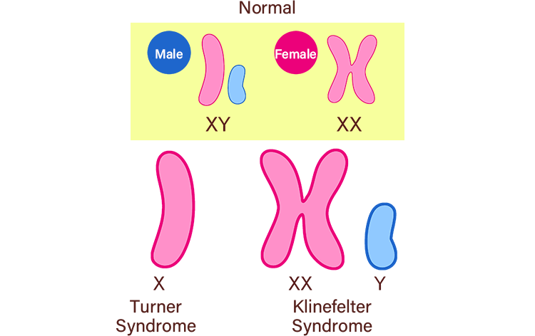 男性XY染色体・女性XX染色体