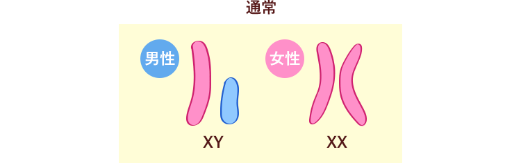 男性XY染色体・女性XX染色体