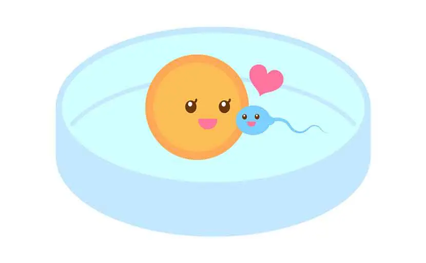 体外受精とは？気になるポイントを詳しく解説します　受精　イラスト