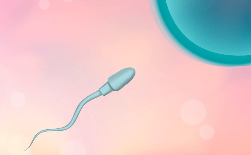 妊娠超初期症状はいつからはじまる？～受精から着床まで～　受精　精子　画像