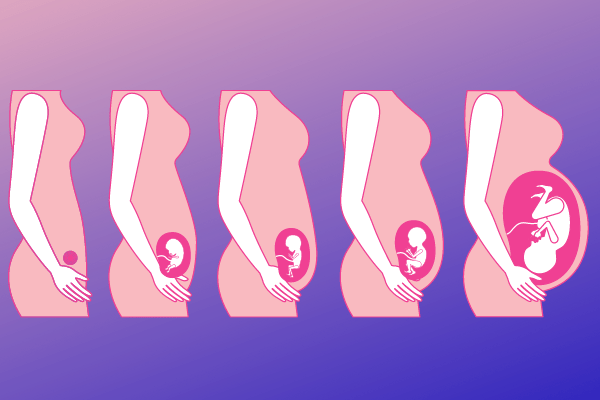 妊娠から出産まで胎児の成長過程とnipt 新型出生前診断 について 医師監修 ヒロクリニック