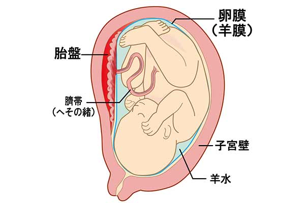 胎盤の構造と役割