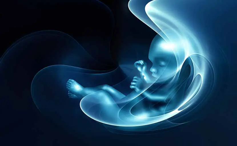 神経管閉鎖障害はいつわかる？葉酸との関係も解説　胎児　画像