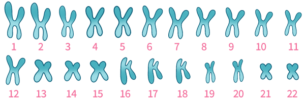 1～22染色体