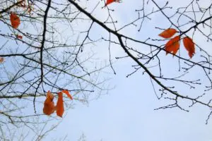 紅葉　秋　写真