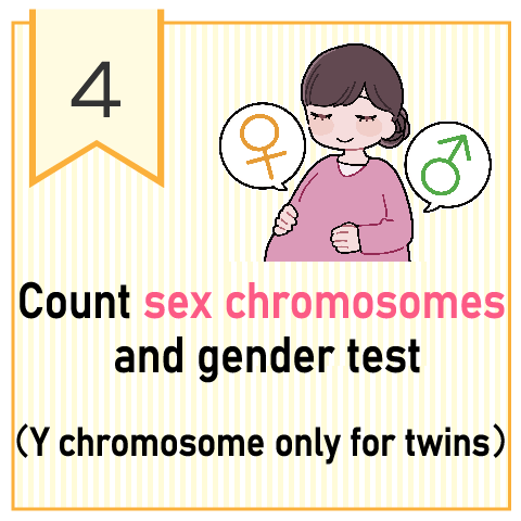 性染色体の本数や性別を調べる