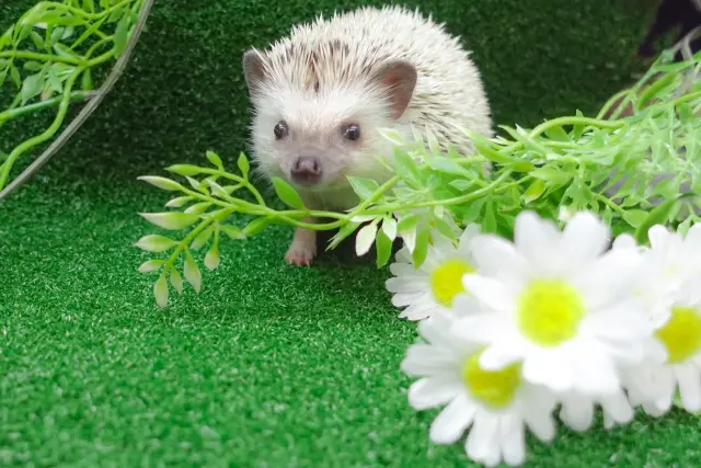 7q36.3微小重複とSHH遺伝子の役割：四肢形成異常と関連疾患