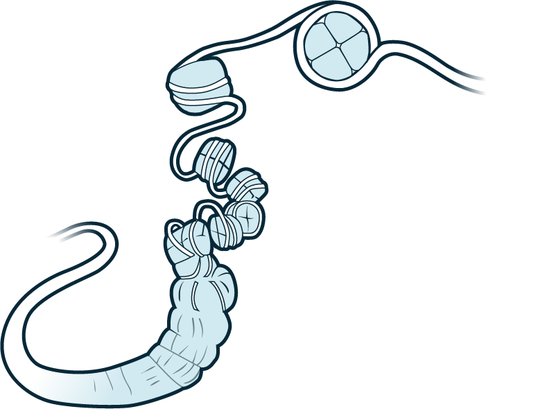 Chromatin strand with histones