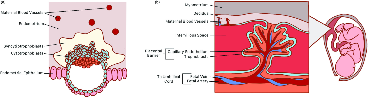 Cell-free placental DNA: What do we really know?