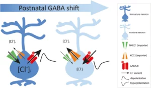 Peerboom, Carlijn, and Corette J. Wierenga. ‘The Postnatal GABA Shift: A Developmental Perspective’. Neuroscience & Biobehavioral Reviews, vol. 124, May 2021, pp. 179–92. DOI.org (Crossref), https://doi.org/10.1016/j.neubiorev.2021.01.024.