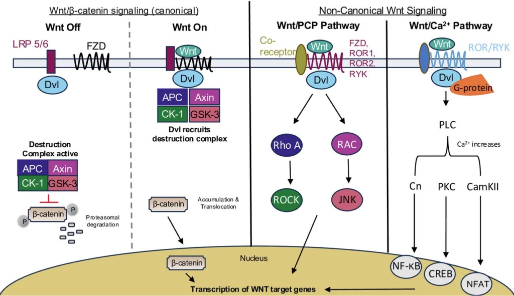 Wnt signaling pathways.

In the β-catenin-dependent pathway, Wnt is considered ‘off’ when Wnt is not bound to FZD receptors and LRP5/6 co-receptors. β-catenin associates with the destruction complex (APC, Axin, CK1, GSK33), where it is phosphorylated by GSK-3 and CK1, followed by subsequent degradation via the proteasome. Wnt is considered ‘on’ when a Wnt ligand binds to LRP5/6 and FZD receptors, and the scaffold protein Dvl recruits Axin along with the kinases CK1 and GSK-3 to the membrane. This disrupts the formation of the destruction complex, preventing the phosphorylation and degradation of β-catenin. As a result, β-catenin accumulates in the cytoplasm and then translocates to the nucleus, where it activates transcription of Wnt target genes. In the Wnt/PCP pathway, small G proteins RhoA and RAC are activated via Dvl, resulting in signaling via the ROCK and Jnk signaling pathways. In the Wnt/Ca2+ signaling pathway, signaling is via heterotrimeric G proteins that activate PLC, which leads to a rise in intracellular Ca2+. This leads to the activation of calcineurin (Ca), calcium/calmodulin-dependent kinase II (CamKII), and PKC. Both CamKII and PKC activate various regulatory proteins such as NF-κB and CREB, and Cn can activate the cytoplasmic protein NFAT. CamKII, calcium/calmodulin-dependent kinase II; Wnt, wingless/integrated.

Pascual, Danielle M., et al. ‘Excess Wnt in Neurological Disease’. Biochemical Journal, vol. 482, no. 10, May 2025, pp. 601–18. DOI.org (Crossref), https://doi.org/10.1042/BCJ20240265.