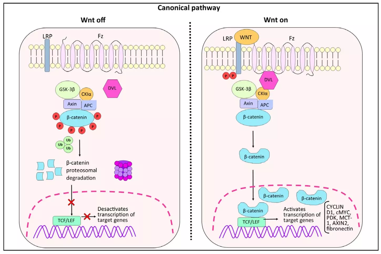Figure 1. Schematic representation of the canonical Wnt signaling pathway. Wnt Off: in the absence of the Wnt ligand, β-catenin stability is controlled by the complex formed by GSK-3β, AXIN, CK1α, and APC (destruction complex). β-catenin is then phosphorylated and ubiquitinated for proteasomal degradation. Wnt On: In the presence of Wnt ligands, multimerization of Frizzled (Fz) receptors and LRP (lipoprotein receptor-related protein) co-receptors occur on the cell surface. The Dvl protein is recruited to the cell membrane to interact with Frizzled receptors, leading to interaction with the destruction complex. Wnt signaling is activated by binding to its receptor, which induces AXIN binding to phosphorylated LRP. β-catenin is then stabilized and binds to TCF in the nucleus to activate transcription of target genes. GSK-3β (glycogen synthase kinase-3β). AXIN (axis inhibitory protein). CK1 (casein kinase 1). APC (adenomatous polyposis coli). TCF (T-cell factor). LEF (lymphocyte-enhancing factor-1). Nadin, Silvina B., et al. ‘Overview of Wnt/β-Catenin Pathway and DNA Damage/Repair in Cancer’. Biology, vol. 14, no. 2, Feb. 2025, p. 185. DOI.org (Crossref), https://doi.org/10.3390/biology14020185.