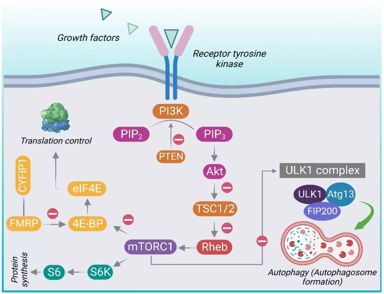 An overview of the PI3K/Akt/mTOR intracellular signaling pathway. Different extracellular stimuli, e.g., growth factors and insulin, mediate their effects by binding to receptors belonging to the receptor tyrosine kinase (RTK) family. This leads to activation of phosphatidylinositol-4,5-bisphosphate 3-kinase (PI3K). PI3K converts phosphatidylinositol (3,4)-bisphosphate (PIP2) into phosphatidylinositol (3,4,5)-trisphosphate (PIP3), which recruits Akt-kinase and stimulates the Akt phosphorylation by PDK1 and mTORC2, on the Thr308 and Ser473 sites, respectively. The activation of the PI3K/Akt pathway through the inhibition of TSC (tuberous sclerosis complex) leads to the activation of mTORC1. Inhibition of the tuberous sclerosis complex (TSC) results in the loss of its ability to convert the Ras homolog enriched in brain active form (RhebGTP) to the inactive GDP-bound form (Rheb-GDP) leading to the subsequent activation of mTORC1. PTEN acts antagonistically to PI3K in conversion of PIP2 to PIP3, functioning as an important negative control. Activation of mTORC1 leads to phosphorylation of p70 ribosomal protein S6 kinase (p70S6K) and 4EBP1 (eukaryotic initiation factor 4E-binding protein) which, in turn, phosphorylates the ribosomal protein S6 leading to protein translation and synthesis. Active mTORC1 blocks autophagy by inhibitory phosphorylation of the ULK1 complex comprising of autophagy-related proteins (UNC51-like kinase 1 (ULK1), the autophagy-related gene 13 (Atg13), and FAK-family interacting protein of 200 kDa (FIP200). 4E-BP1 prevents translation initiation by sequestering eukaryotic translation initiation factor 4E (eIF4E). mTOR phosphorylates the eukaryotic initiation factor 4E-binding protein 1 (4E-BP1), thereby preventing it from binding to eIF4E, thus liberating eIF4E to enable translation. FMRP (fragile X mental retardation protein) is the protein produced by FMR1gene. FMRP binds to CYFIP1 (cytoplasmic FMRP-interacting protein 1) to form FMRP-CYFIP1 complex that obstructs translation by binding to eIF4E, which is obliterated in fragile X syndrome. Fig 1. Thomas, Shilu Deepa, et al. ‘mTOR Signaling Disruption and Its Association with the Development of Autism Spectrum Disorder’. Molecules, vol. 28, no. 4, Feb. 2023, p. 1889. DOI.org (Crossref), https://doi.org/10.3390/molecules28041889.