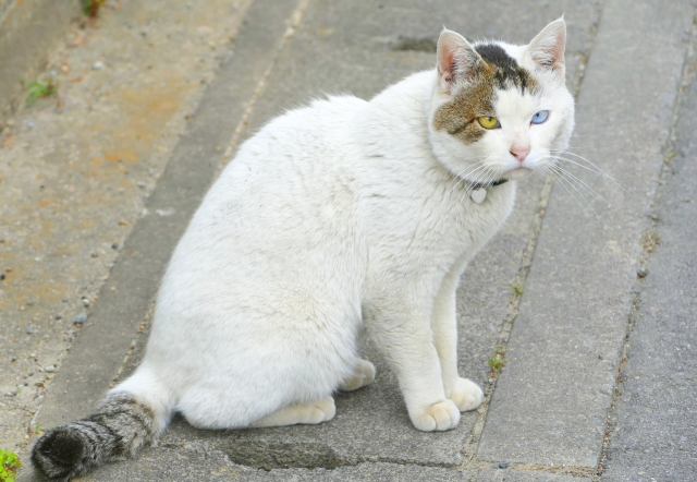虹彩異色症を持つ猫の顔の写真。片目が青、もう一方が黄色く異なる色を持ち、眼の色における遺伝子の多様性とモザイク遺伝の可能性を示す例として視覚的に表現。