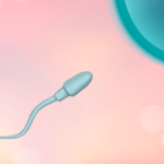 妊娠超初期症状はいつからはじまる？～受精から着床まで～　受精　精子　画像